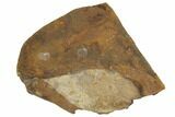 Paleocene Fossil Leaf (Averrhoites) - North Dakota #189436-1